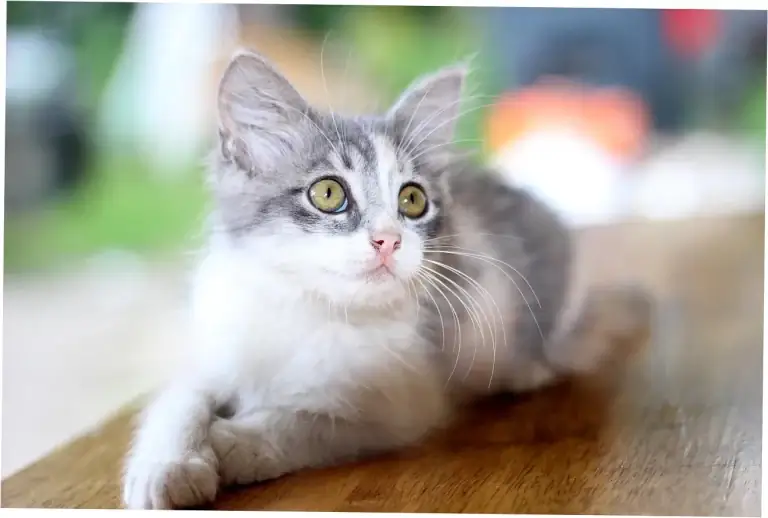 Why Does My Cat Purr Constantly While Sleeping?
