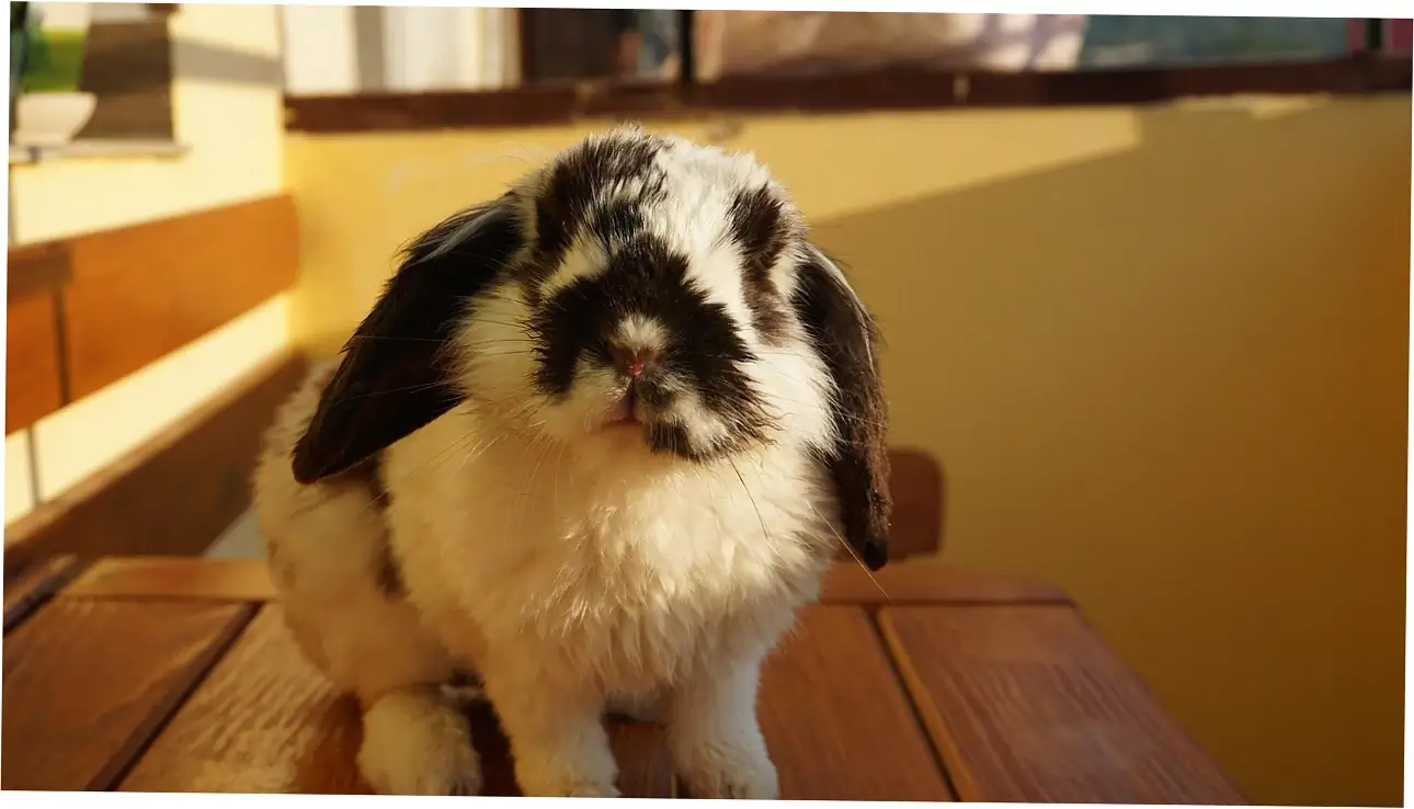 So, can rabbits eat bananas? Here's the straight answer.