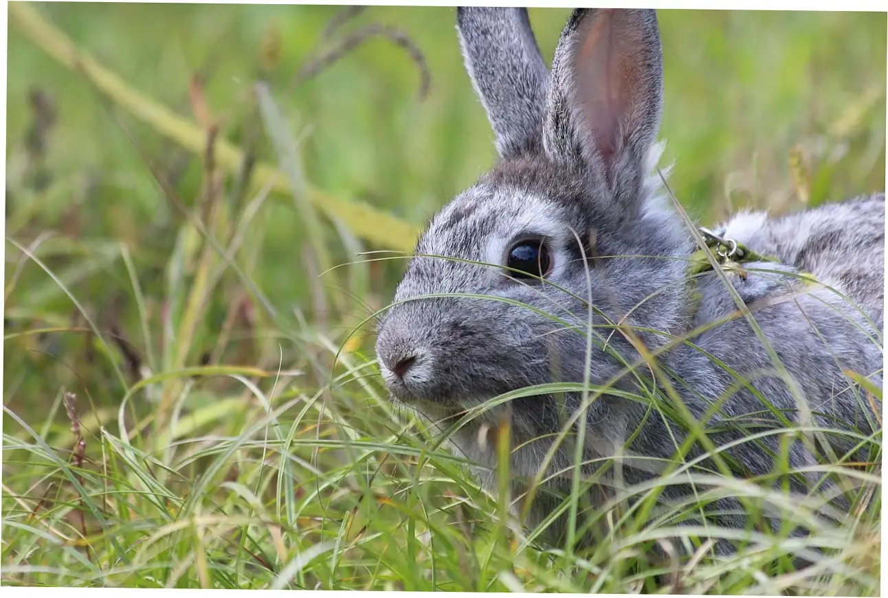 FAQ About rabbit lifespan by breed