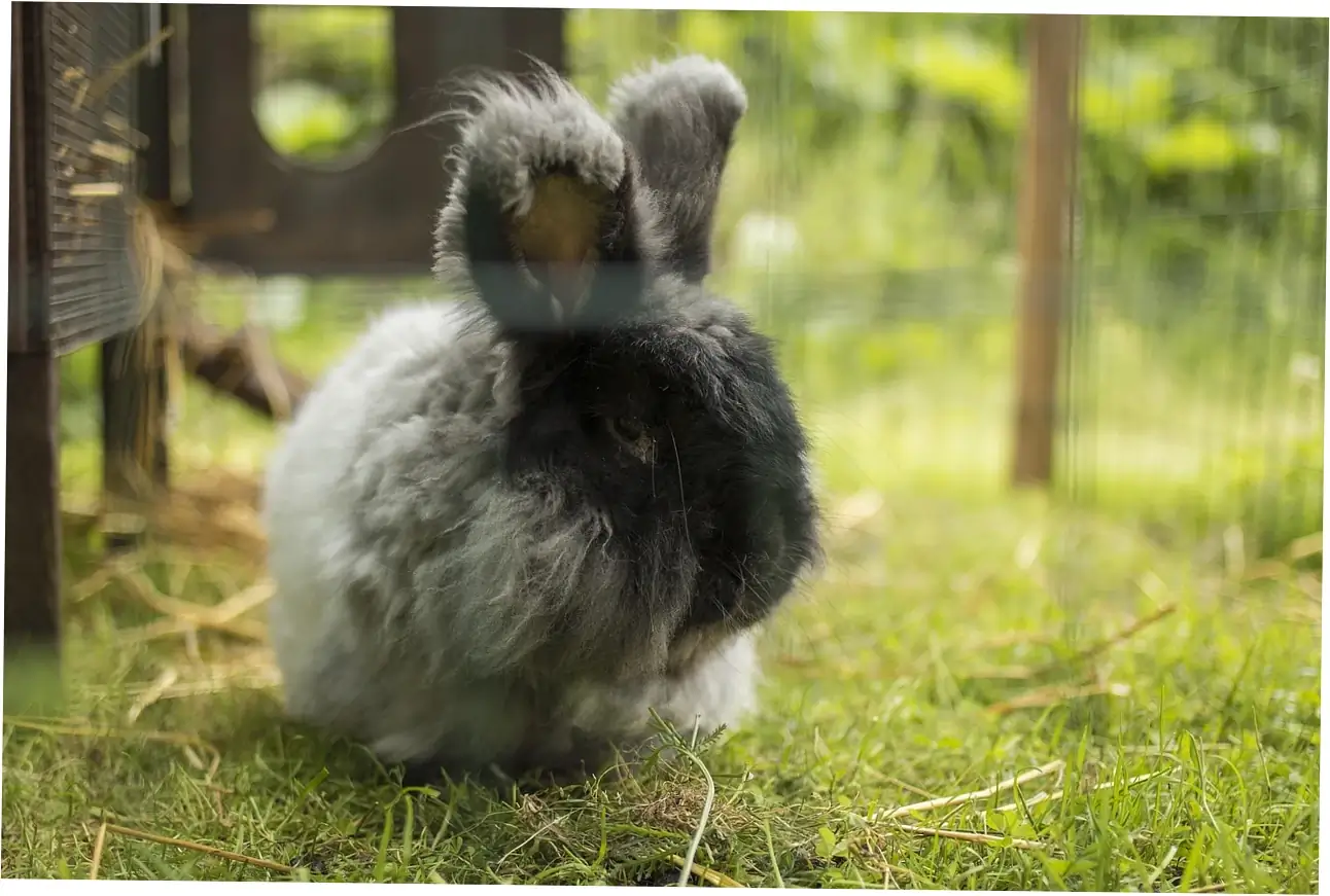how to keep a rabbit healthy longer