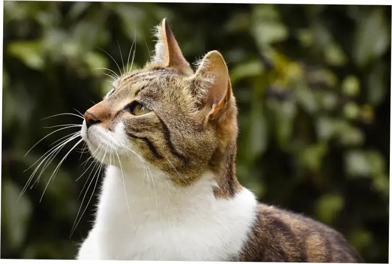 Do cats purr when sick or in pain?