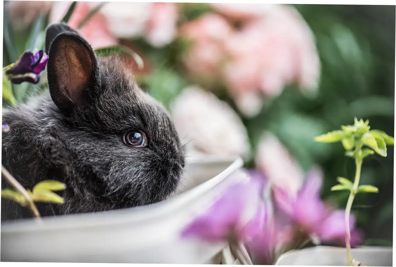 So, what are some other treats you can give your bunny in the summer?