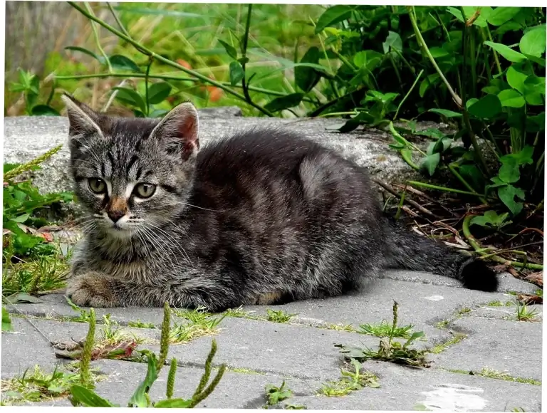 Is Constant Cat Purring a Health Warning?