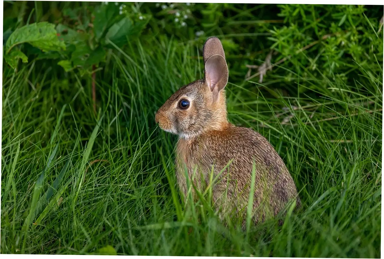 Want your rabbit to live a long, healthy life? It really depends on the breed's lifespan.