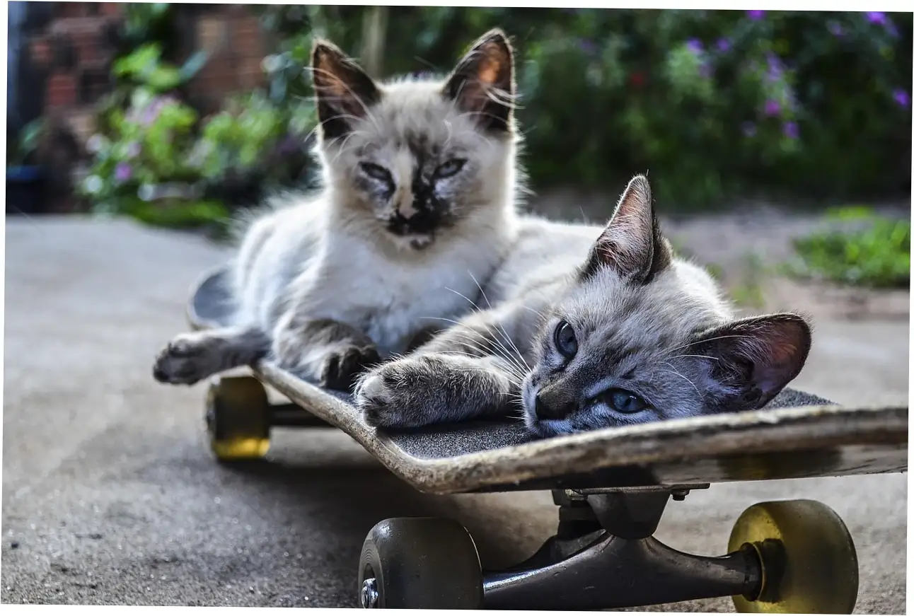 Let's figure out what it means when your cat purrs in its sleep—is it happy or is something wrong?