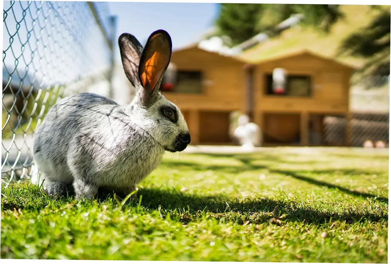 So, what are some healthier treats for your bunny?