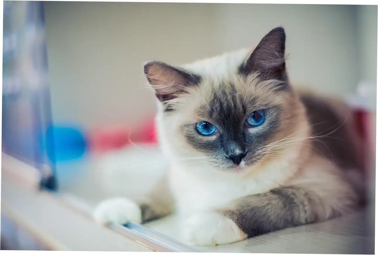 A cat's purr has two sides - it's not just about being happy.
