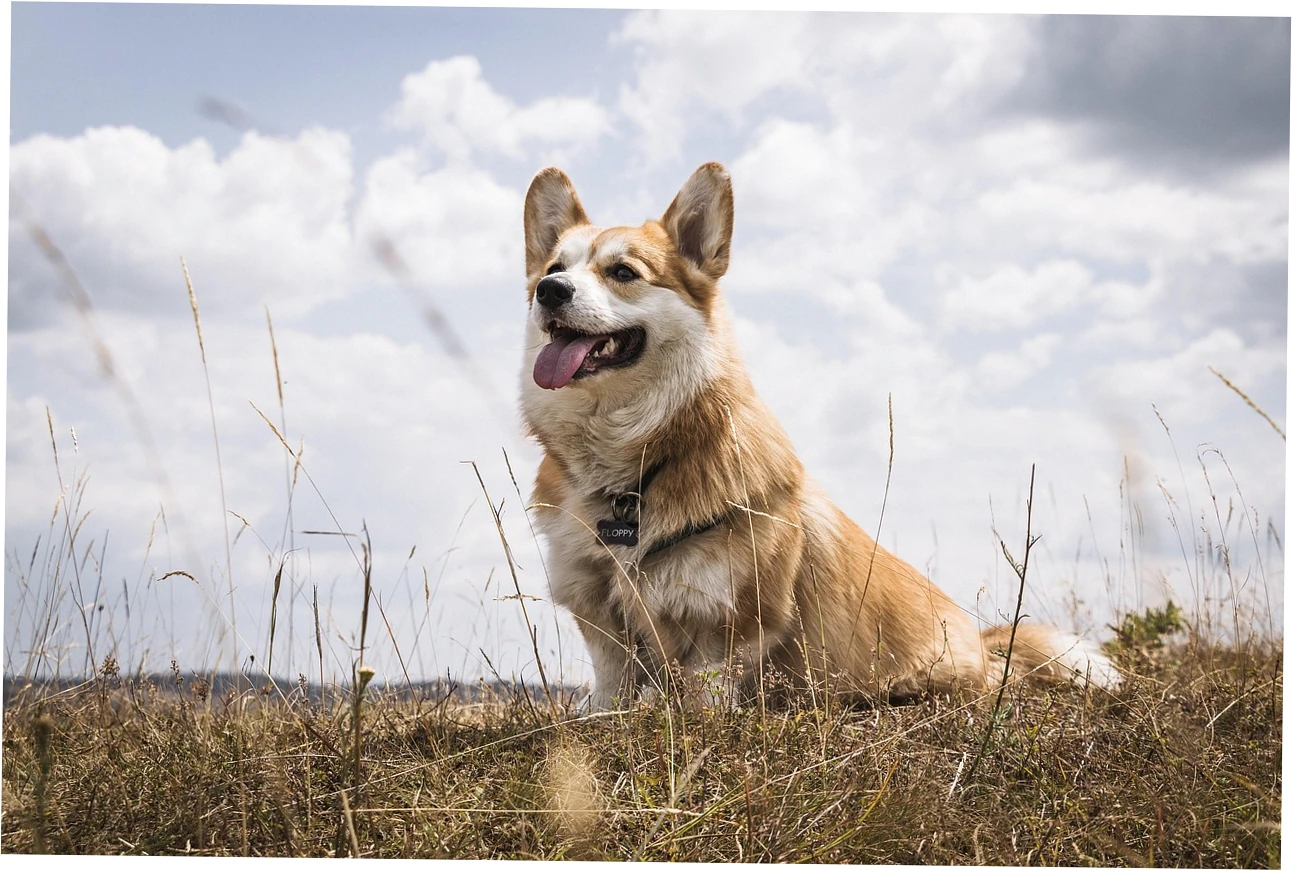 So, what makes a great orthopedic dog mattress for your giant breed?