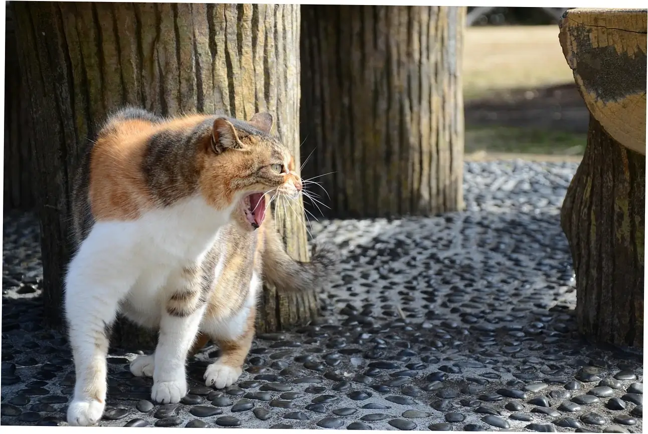 Let's talk about using your cat's purr to help them feel better.