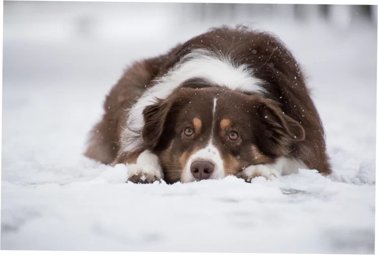 Which orthopedic bed suits giant breed dogs best?