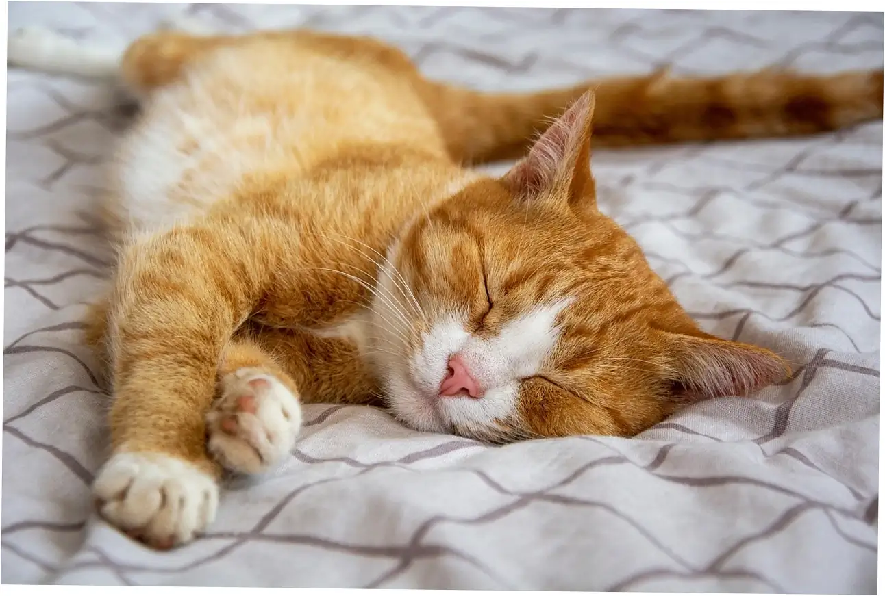 So, how does petting make cats purr?