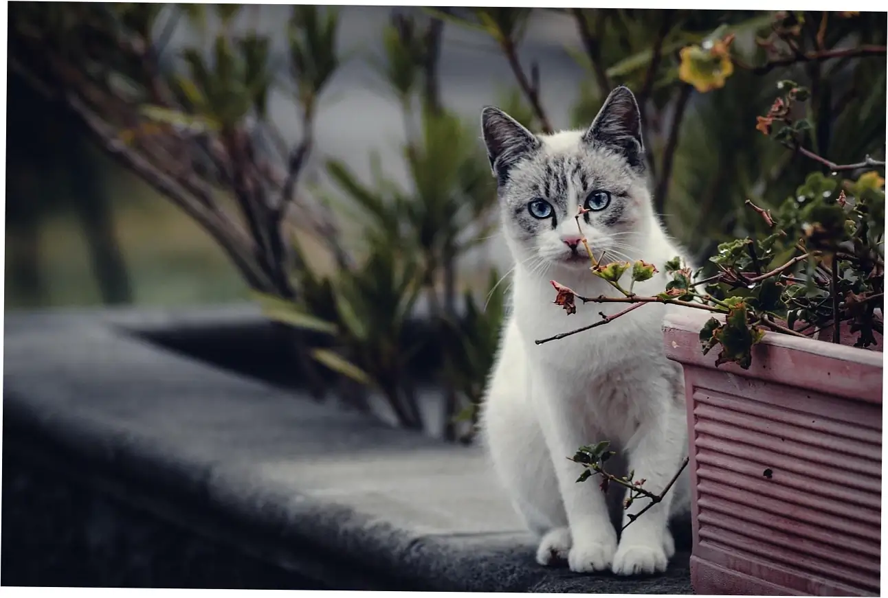 Purring is a tool cats use to soothe themselves and survive.