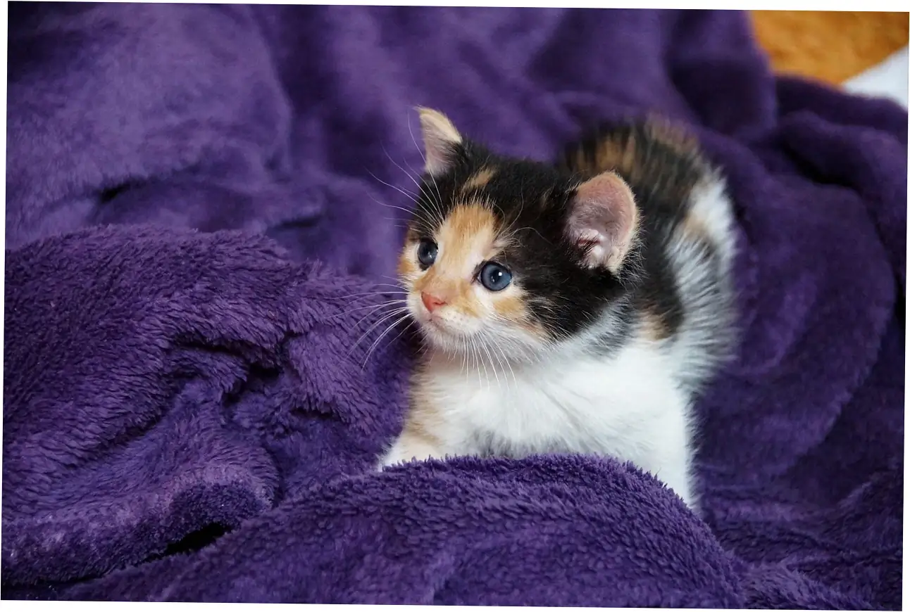 Let's figure out what it means when your cat purrs in its sleep—is it happy or is something wrong?