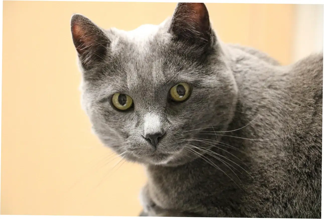 Purring as Communication Between Cat and Human
