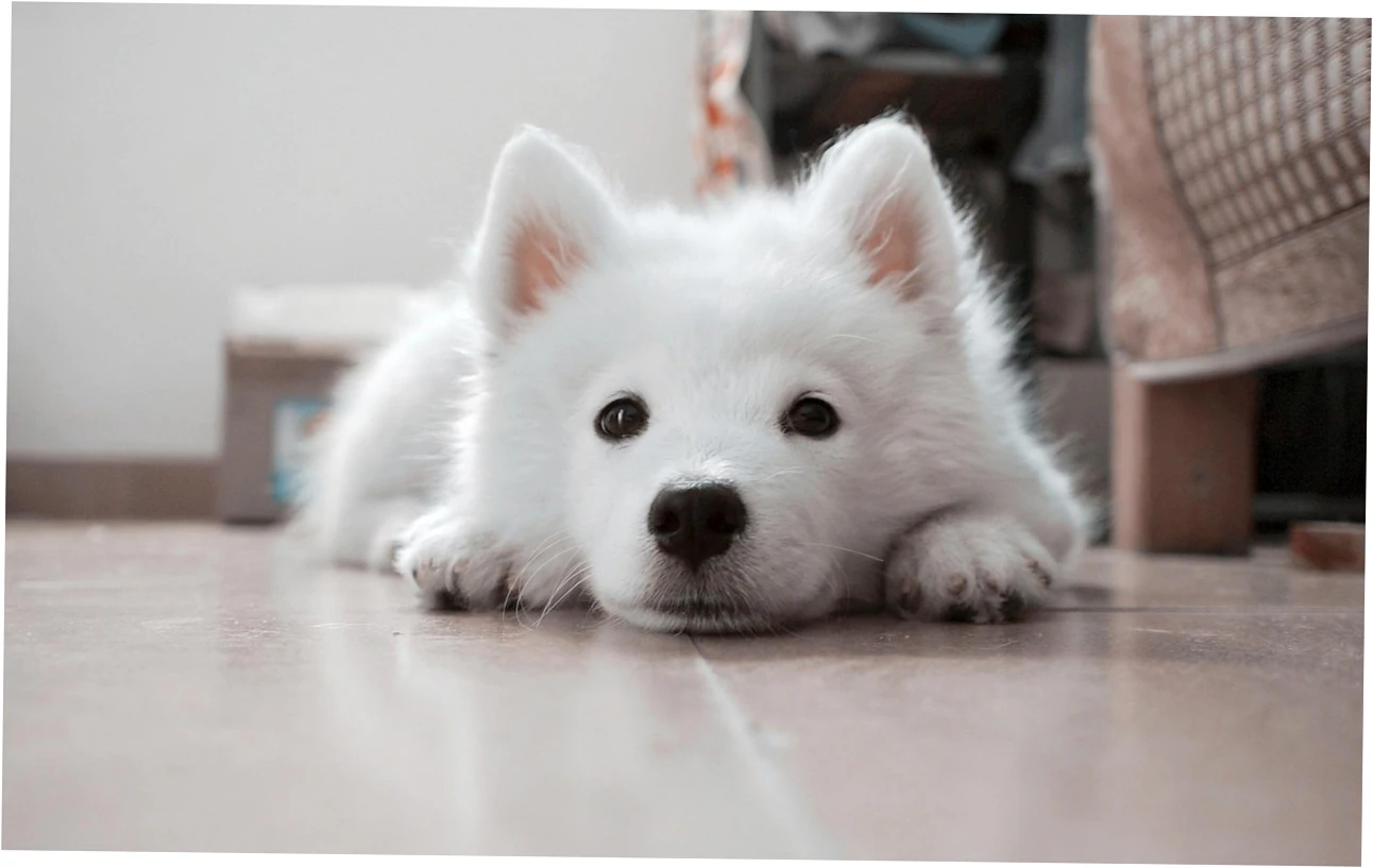 Picking the right size and measuring your big dog.