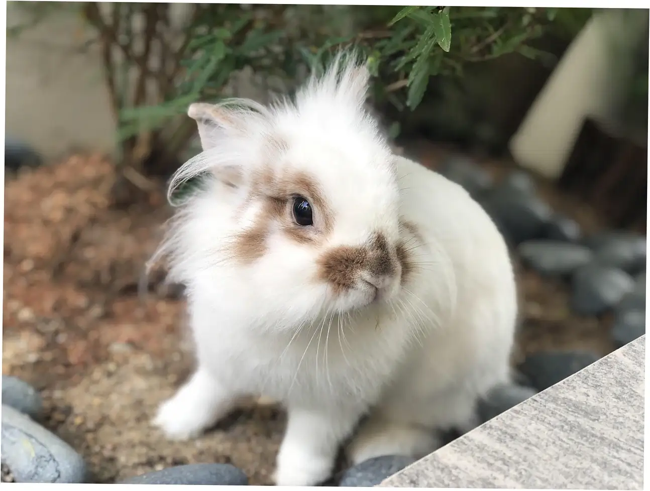 rabbit lifespan by breed