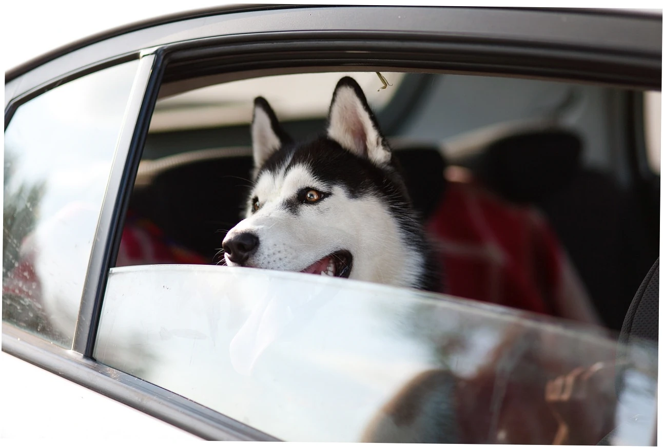 What Does Cleaning a Dog Bed Really Mean?